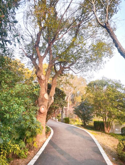2025新澳门天天开奖攻略和女子每月花780抱树与女子每月花780抱树放松疗愈