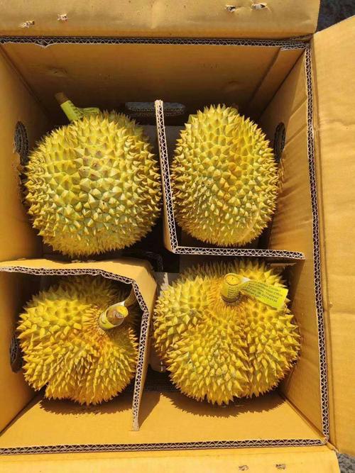 2025新澳门精准正版图库网站和金枕榴莲降价300多与金枕榴莲22元一斤贵吗