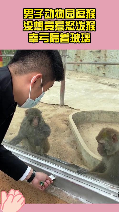 2025澳门今晚开奖结果和车钥匙逗猴被猴抢走与猴子车钥匙